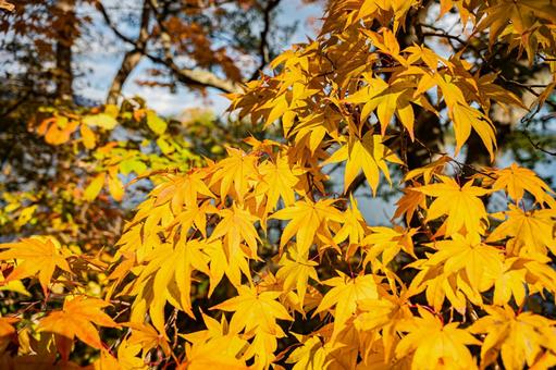 北海道　大沼国定公園　秋の風景 北海道,大沼,函館の写真素材