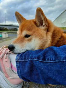 あご乗せ休憩する柴犬! あご乗せ休憩する柴犬!の写真