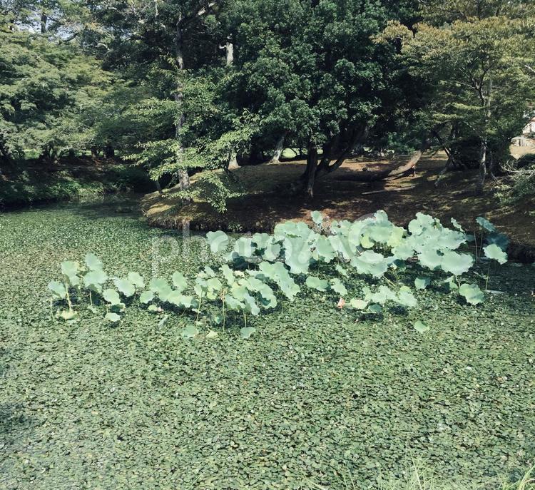 京都とハスの池 ハス,蓮,睡蓮の写真素材