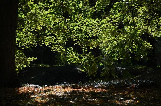 落ち葉と日差しの写真