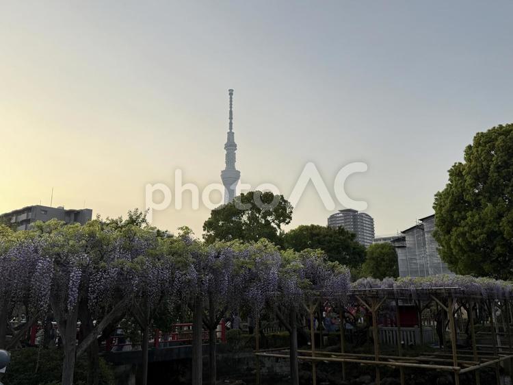 春の亀戸天神社　夕方　藤棚 木,夕日,夕方の写真素材