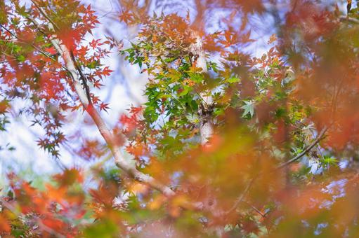 紅葉 紅葉の写真