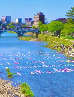 川を泳ぐ鯉のぼり 川を泳ぐ鯉のぼりの写真