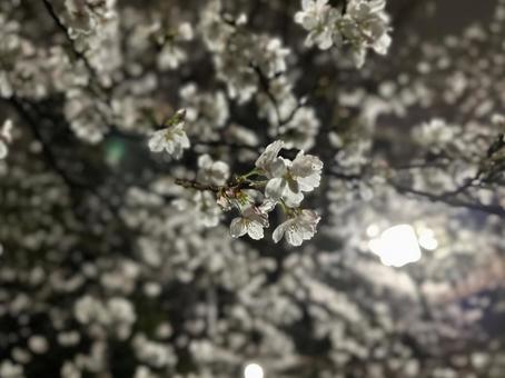 夜の桜1 夜の桜1の写真