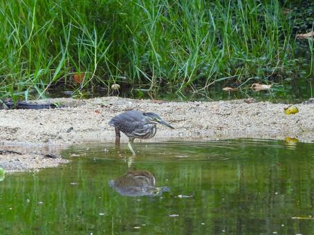 水際で餌を探すササゴイの幼鳥 ササゴイ,鳥,鳥類の写真素材