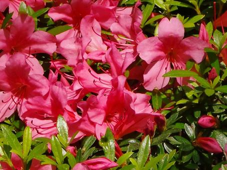 ツツジ-18 ツツジ,花びら,朱の写真素材