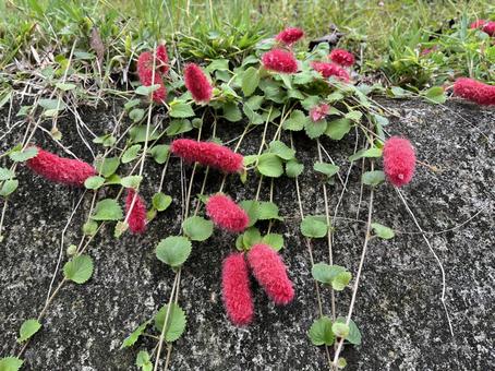 キャットテール キャットテール,花,草花の写真素材