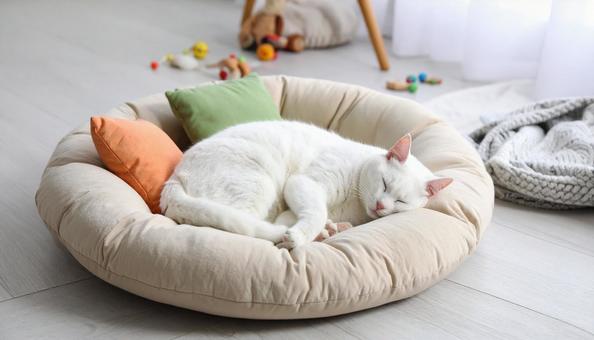 丸くなって寝てる猫 丸くなって寝てる猫の写真