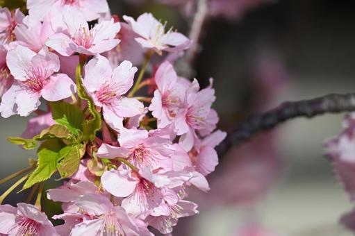 桜 桜の写真