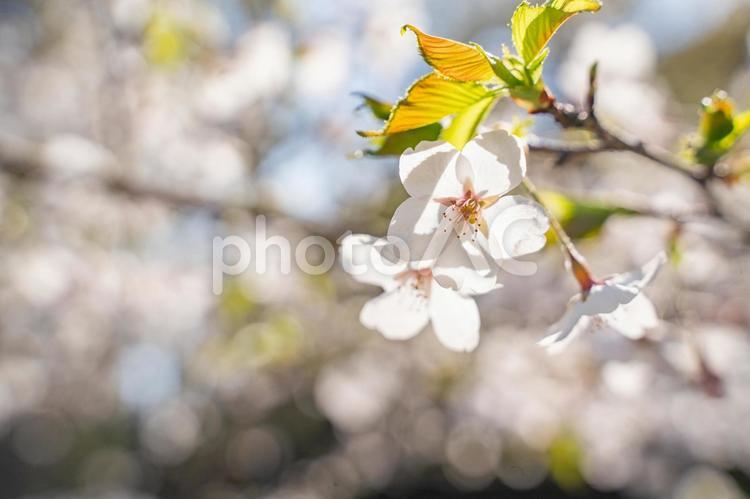 ソメイヨシノの桜の花 桜,春,花の写真素材