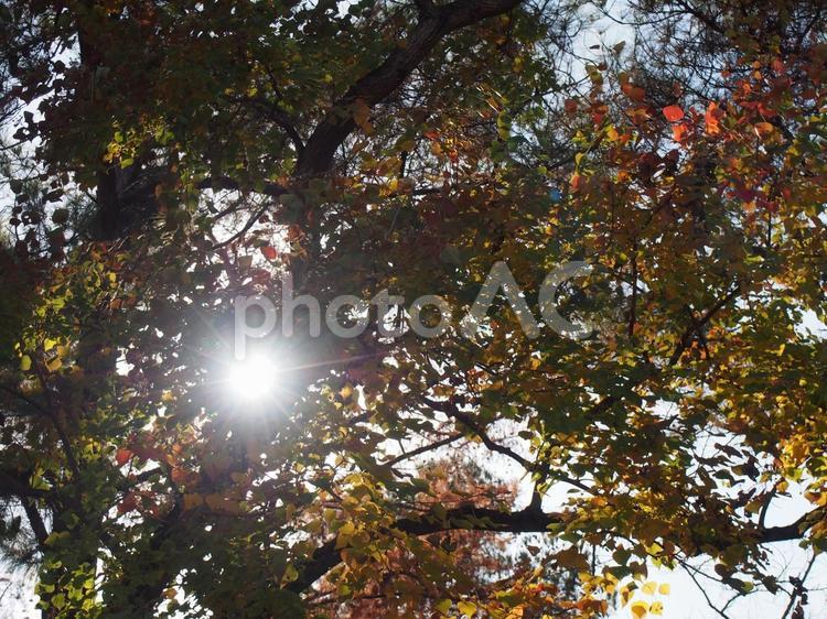 木漏れ日 散策,きれい,癒しの写真素材