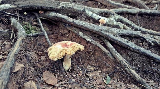 登山道脇のきのこ 登山道脇のきのこ キノコ,茸,毒キノコの写真素材