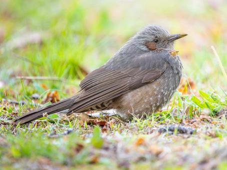 地面を歩くヒヨドリ 地面を歩くヒヨドリ ヒヨドリ,野鳥,鳥の写真素材