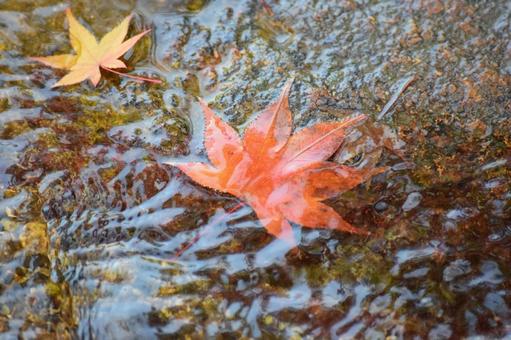 せせらぎの紅葉 紅葉,秋,せせらぎの写真素材