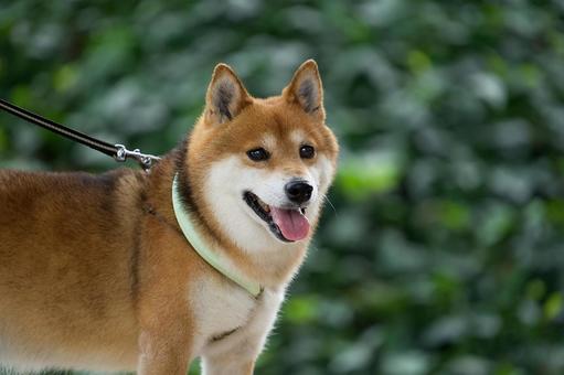 ワンコの顔(柴犬) ワンコの顔(柴犬) 犬,柴犬,可愛い犬の写真素材