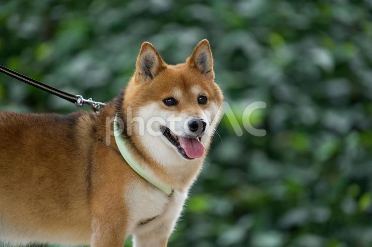 ワンコの顔（柴犬） 犬,柴犬,可愛い犬の写真素材