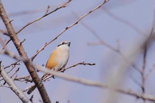 枝に止まる野鳥のモズ 枝に止まる野鳥のモズ 鳥,モズ,野鳥の写真素材