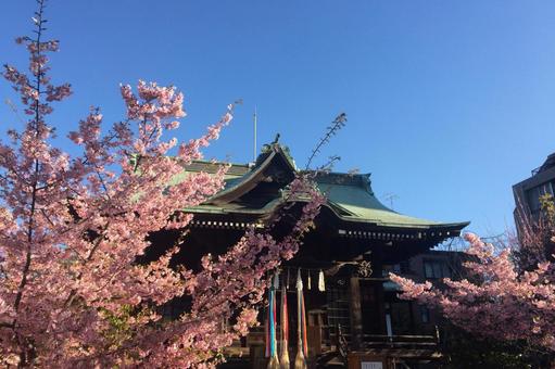 小代神宮桜神宮と満開の桜 小代神宮桜神宮と満開の桜 東京都桜新町,快晴,青空の写真素材