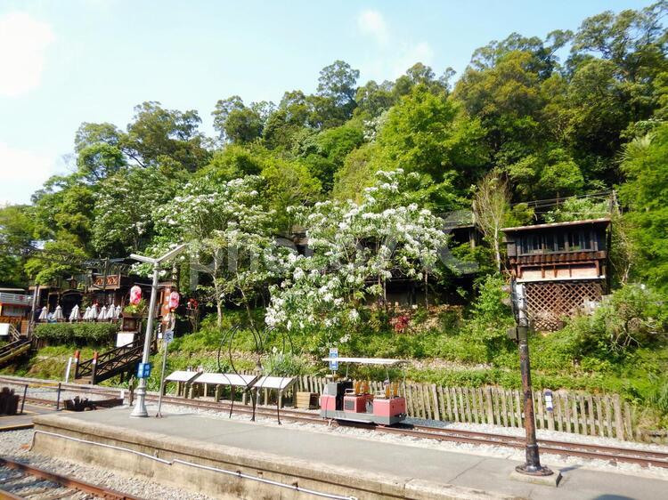台湾－苗栗_勝興車站＆桐花 海外,台湾,苗栗の写真素材