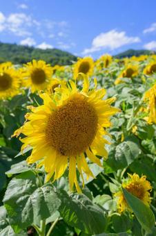 元気に咲くひまわり 夏の太陽のような存在 元気に咲くひまわり 夏の太陽のような存在の写真