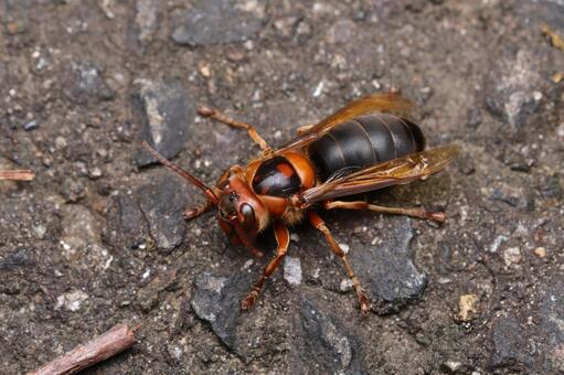 チャイロスズメバチ チャイロスズメバチ,スズメバチ,ハチの写真素材