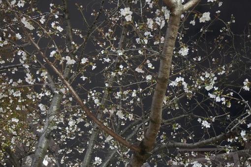 夜に咲く桜の花 夜に咲く桜の花 桜,花びら,春の写真素材