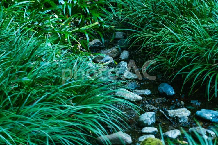 草の間を流れる小川 小川,川,草の写真素材
