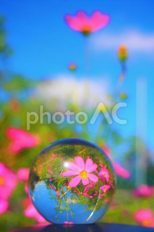 ガラスボールの中のコスモス畑 コスモス,ビー玉,水晶の写真素材