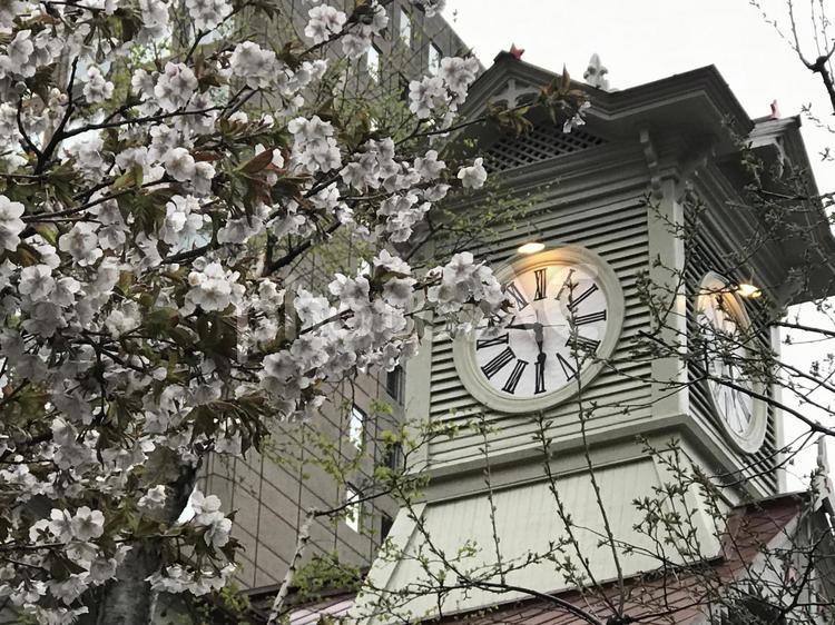時計台と桜 桜,さくら,時計台の写真素材