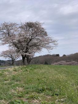 Photo, natural, the earth, grass, 