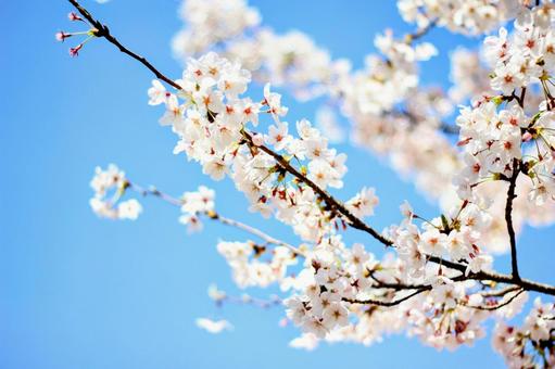 桜 桜 さくら,サクラ,花の写真素材