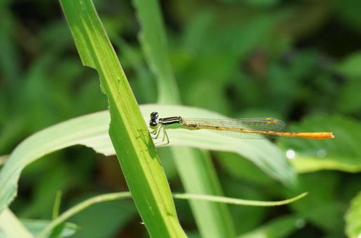 Photo, morton damselfly, dragonfly, ittombo, 