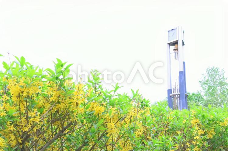 レンギョウの花 景色,自然,春の写真素材