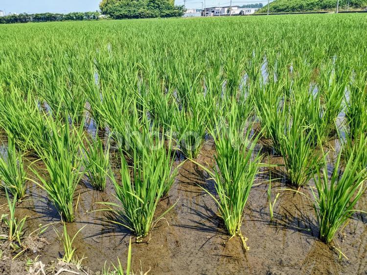 夏の緑の稲 稲,米,稲作の写真素材