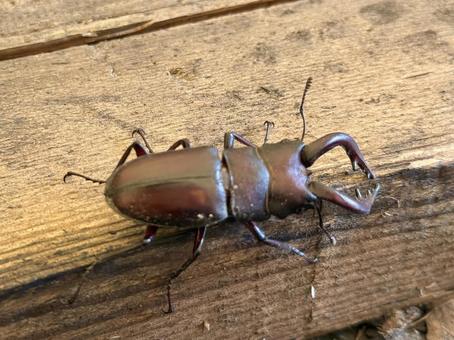 角材の間から出てきたクワガタ 角材の間から出てきたクワガタ クワガタ,夏,夏休みの写真素材