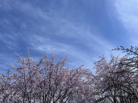 さくらと空 さくらと空の写真