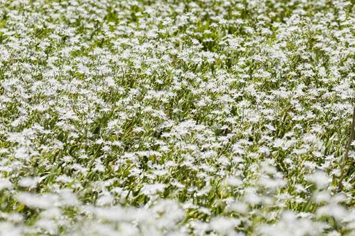 山に群生しているシャガの花 山に群生しているシャガの花 群生,シャガ,春の写真素材