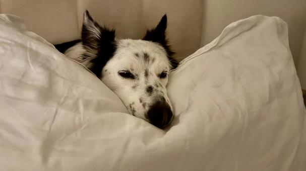 飼い主の枕で寝る犬 犬,ボーダーコリー,寝るの写真素材