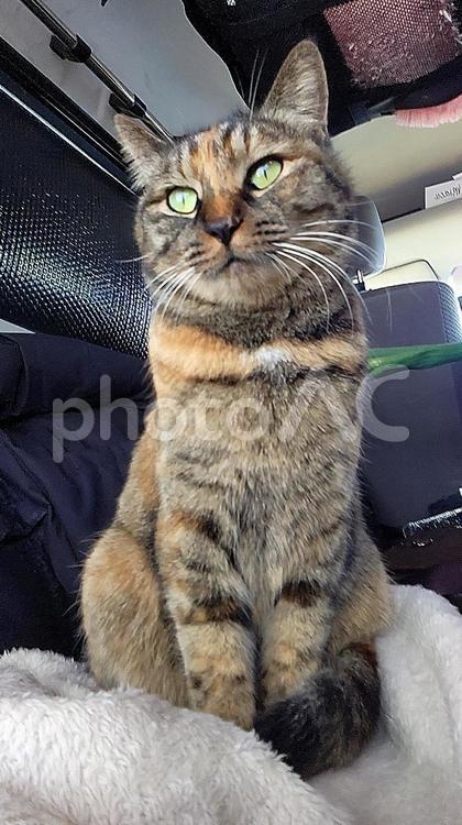 しあわせの麦わら猫(冬のキョトン編) 猫,ねこ,ネコの写真素材