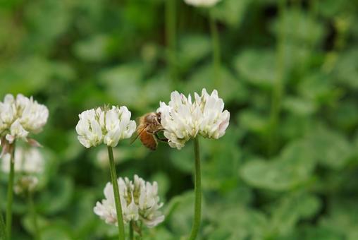 シロツメクサの花と蜜蜂 シロツメクサの花と蜜蜂の写真