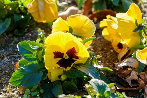 冬の陽射しを浴びる黄色いパンジー 冬の陽射しを浴びる黄色いパンジー パンジー,花,花びらの写真素材