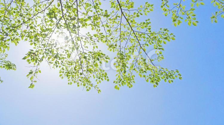 樹木と空 木,新緑,キラキラの写真素材