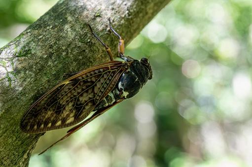 木陰で休むアブラゼミ 木陰で休むアブラゼミ アブラゼミ,蝉,セミの写真素材