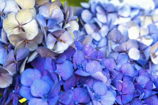 あじさい　紫陽花 あじさい,アジサイ,紫陽花の写真素材
