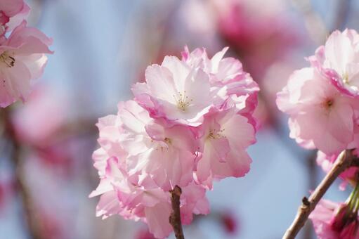 Photo, double cherry blossoms, cherry blossoms, flower, 