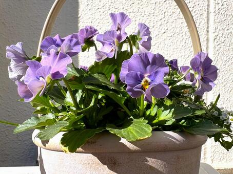 ビオラの寄せ植え ビオラ,パンジー,花の写真素材