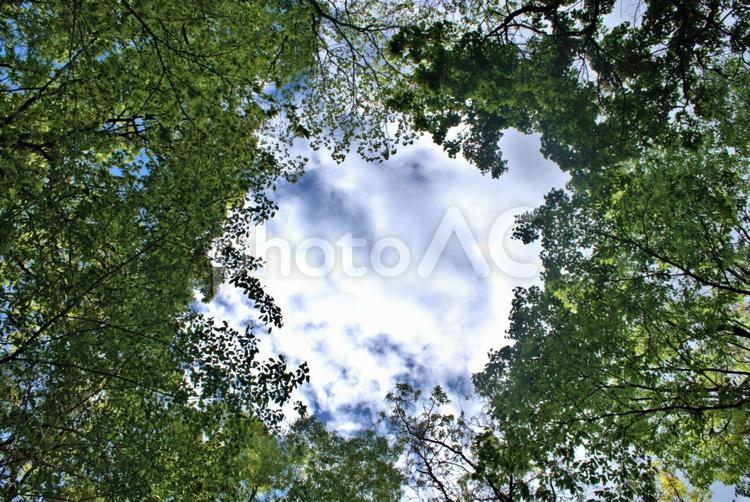 新緑が美しい初夏の森の風景 木漏れ日,初夏,森の写真素材