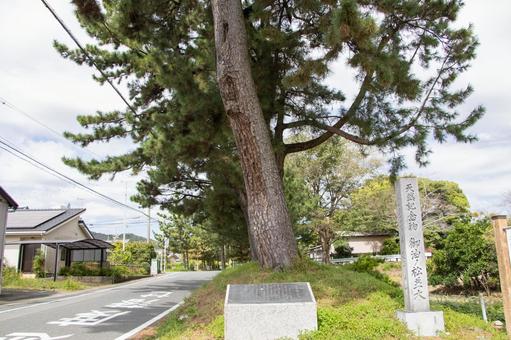 Goyu Pine Tree Line, JPG Goyu Pine Tree Line, JPG