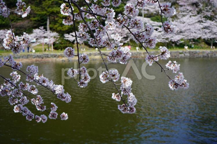 サクラ　さくら　桜　秋田県　勢至公園１０ さくら,サクラ,桜の写真素材