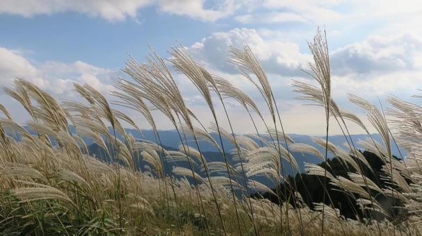 ススキ ススキ,ススキの穂,群生の写真素材